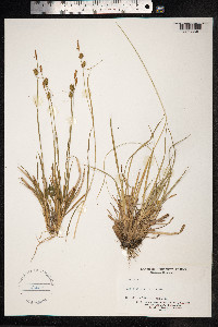 Carex flava image