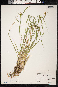 Carex flava image