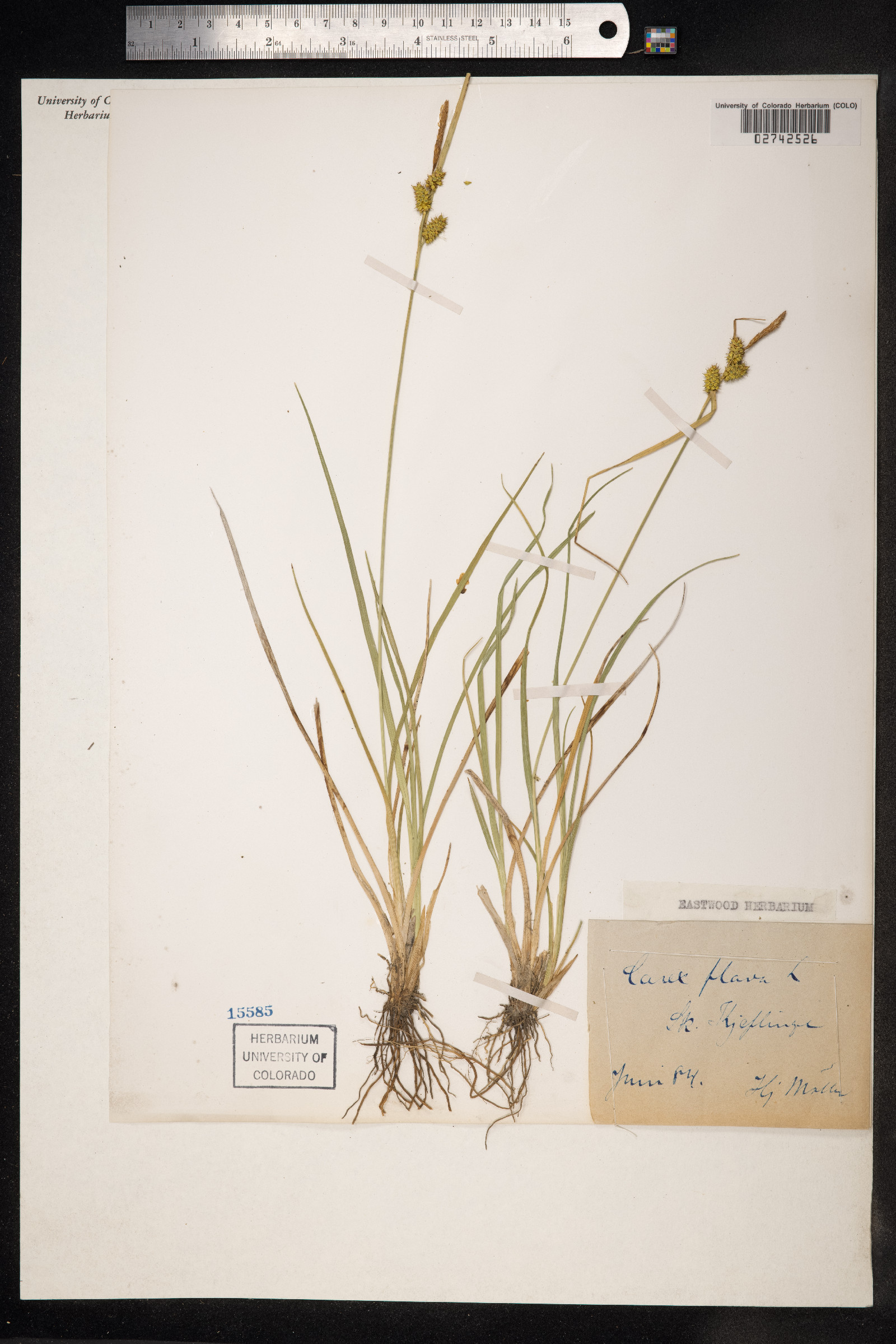 Carex flava image