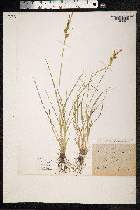 Carex flava image