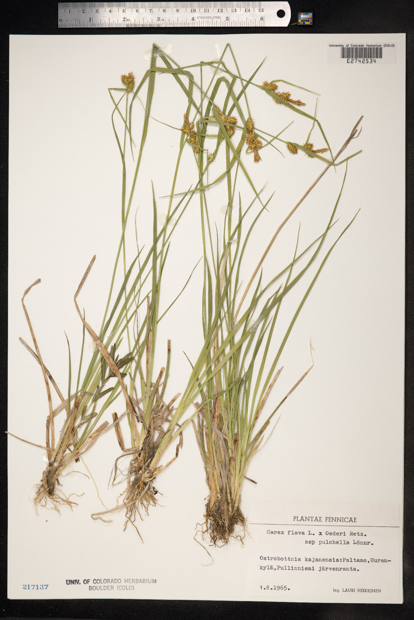 Carex flava image