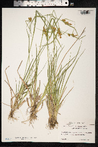 Carex flava image