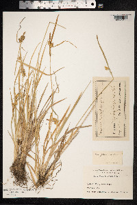 Carex flava image