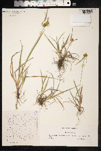 Carex flava image