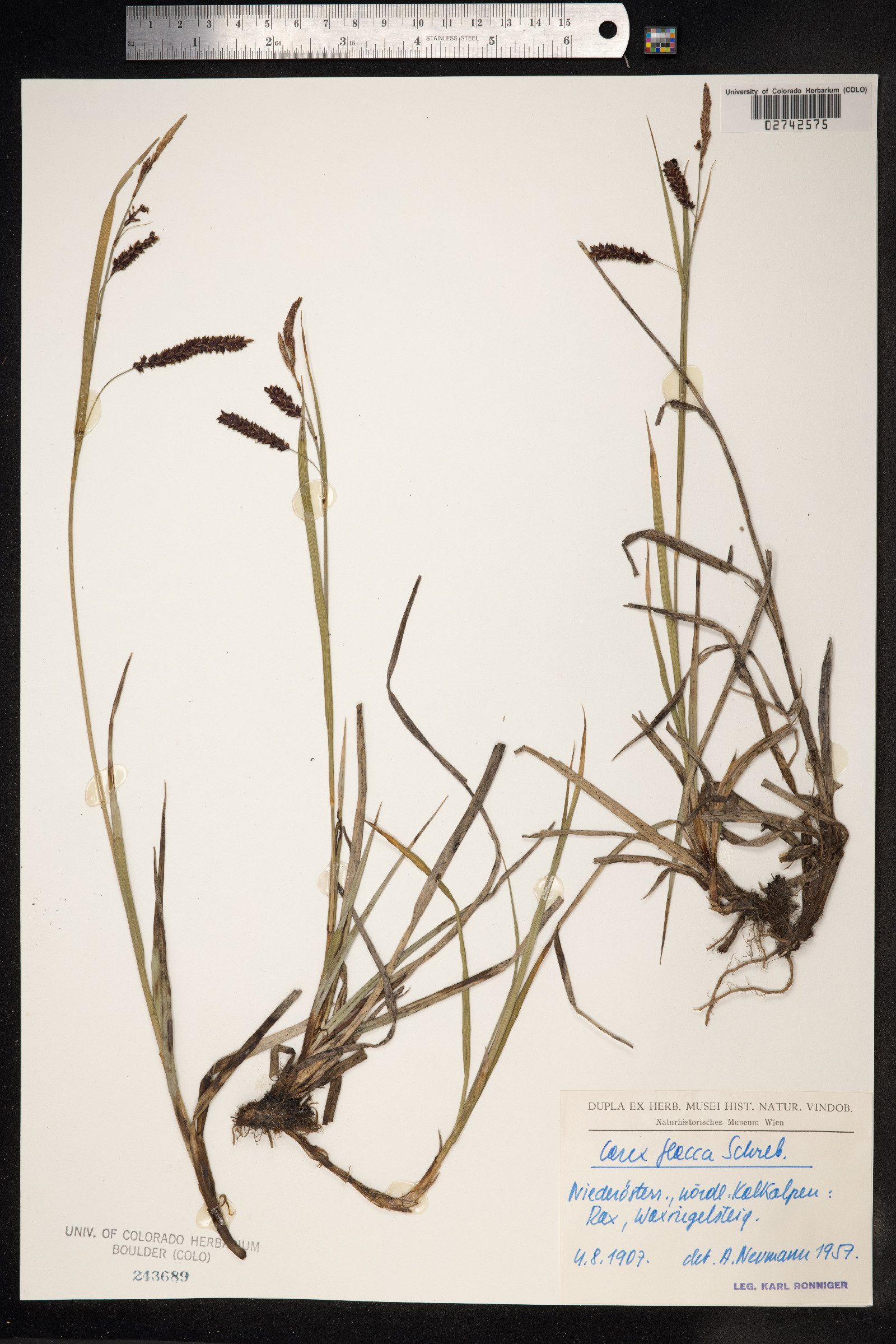 Carex flacca image