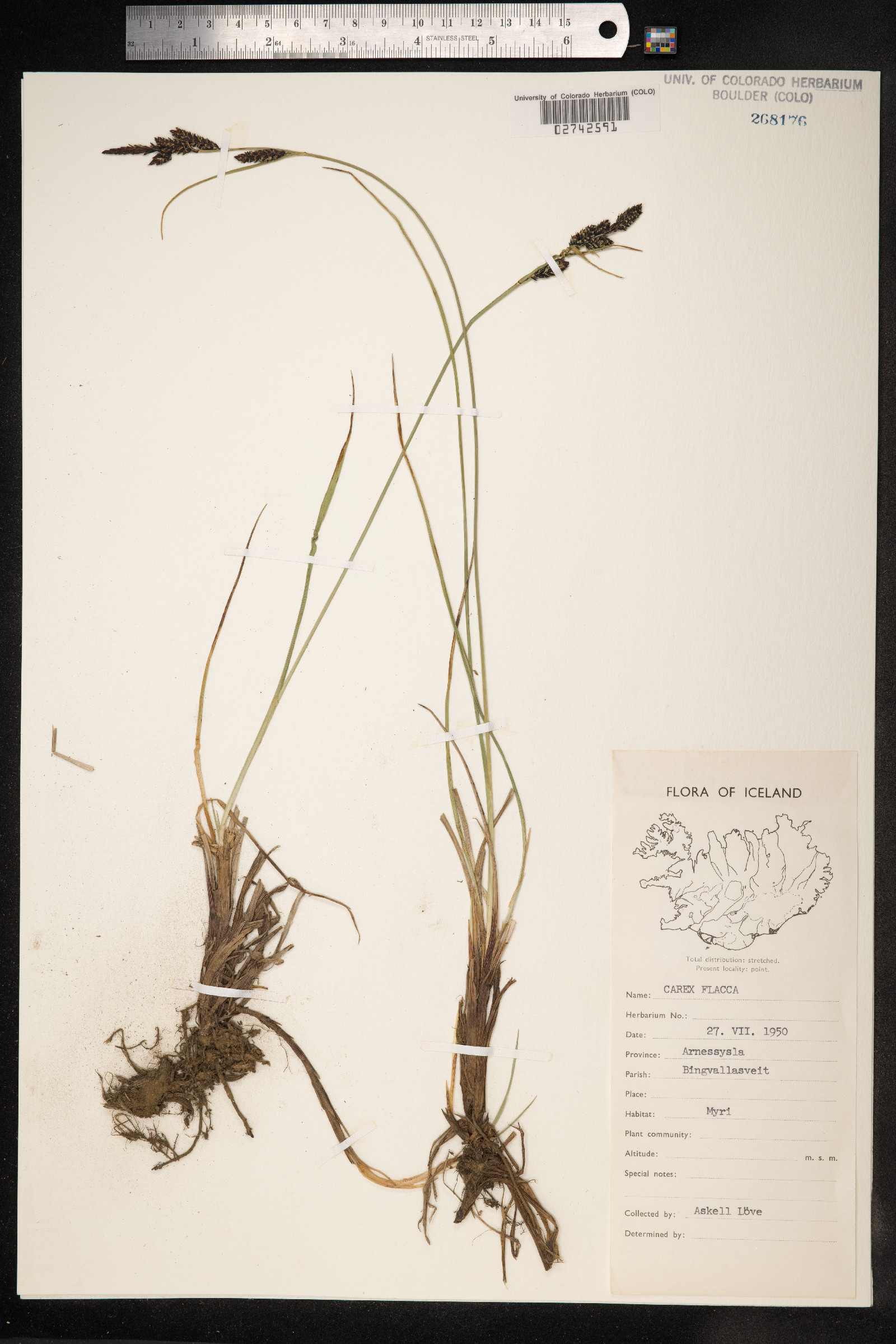 Carex flacca image