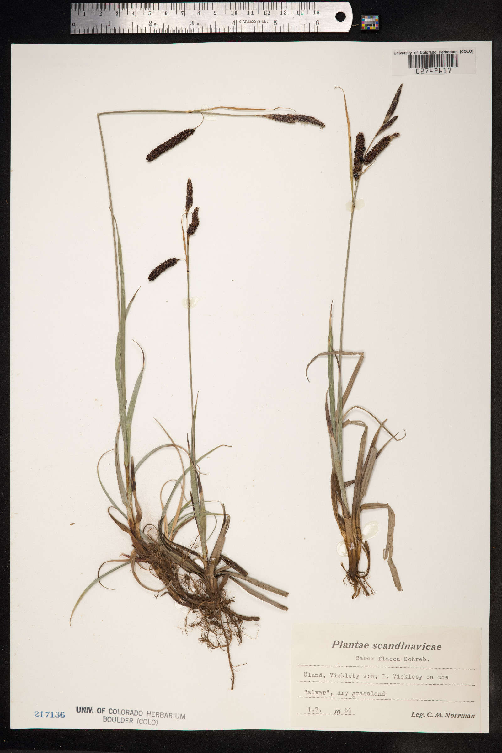 Carex flacca image