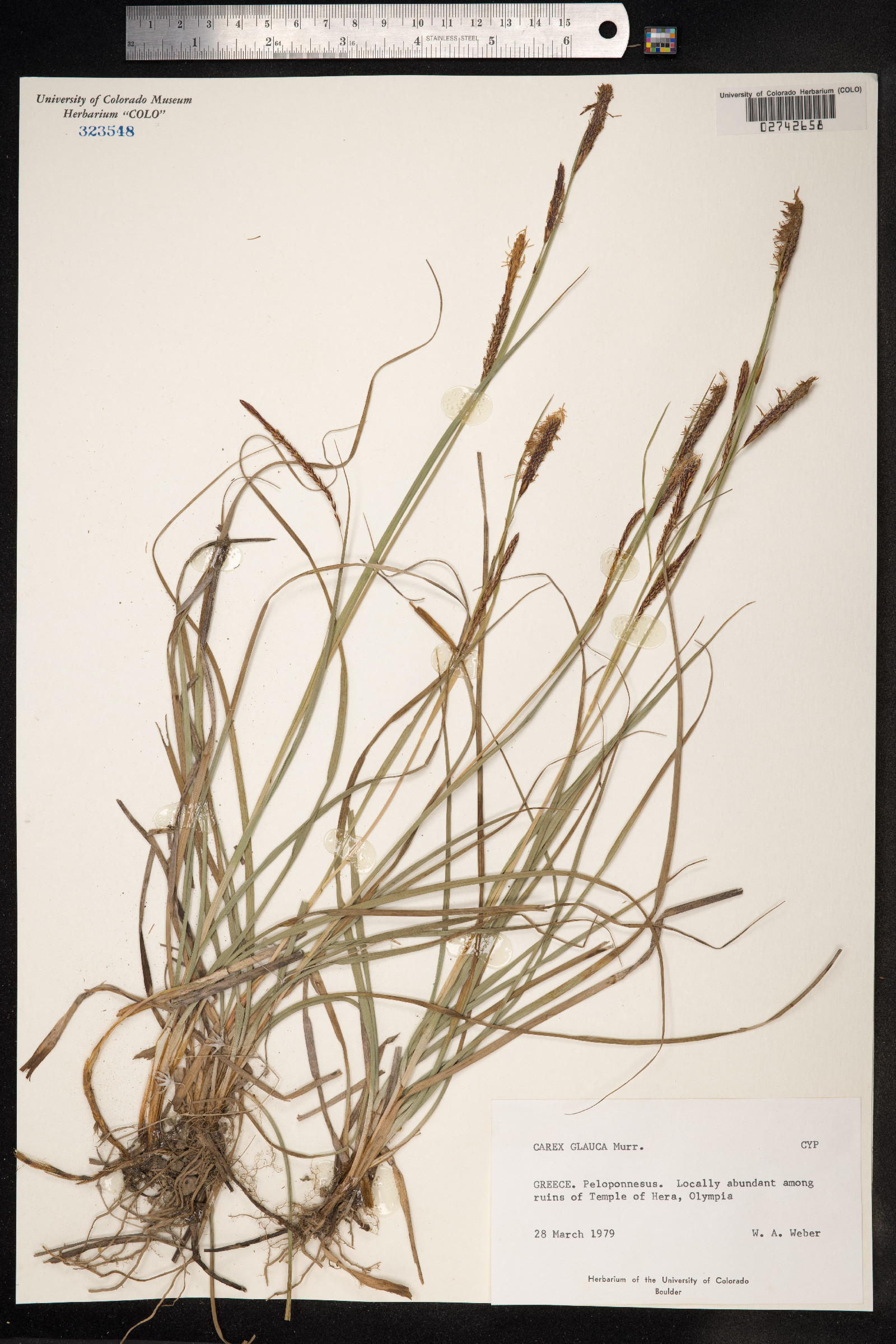 Carex flacca image