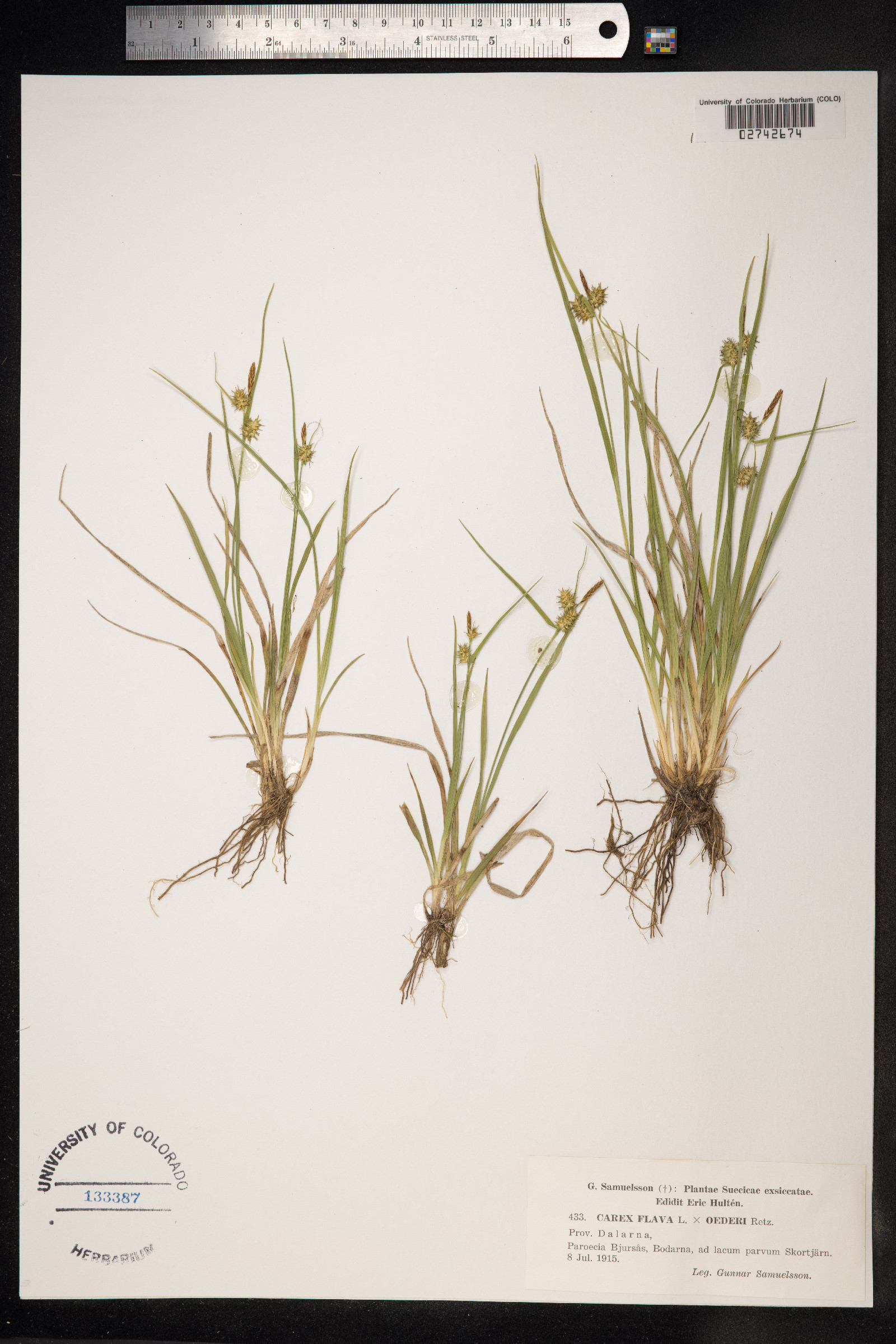 Carex flava image