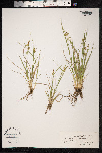 Carex flava image