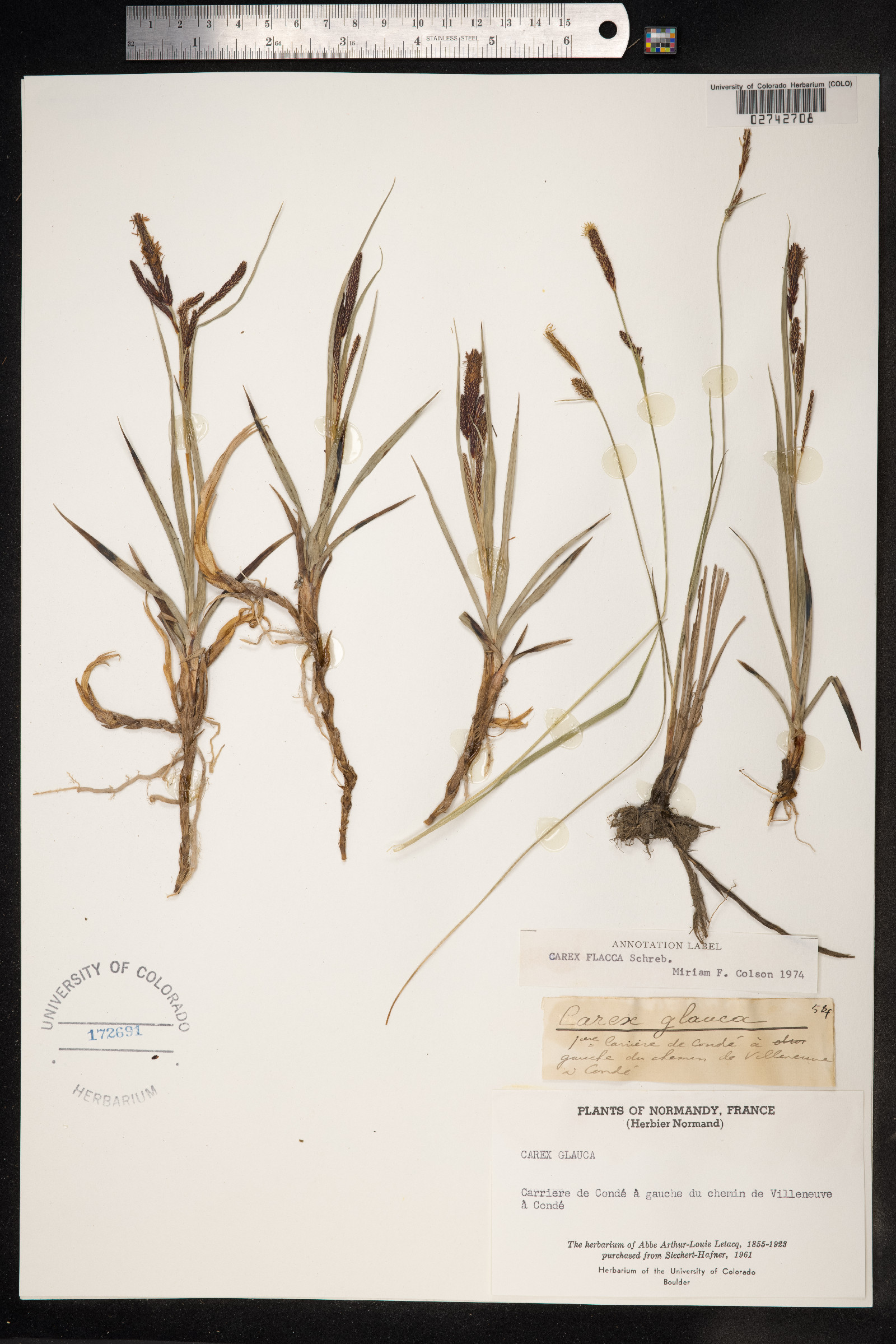 Carex flacca image