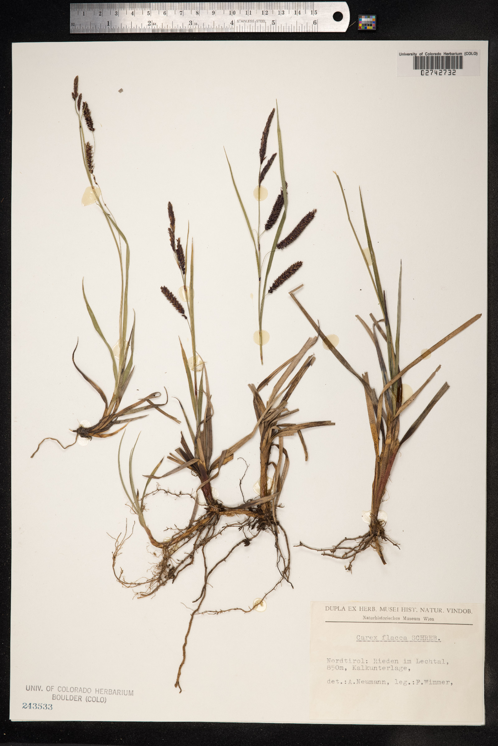 Carex flacca image