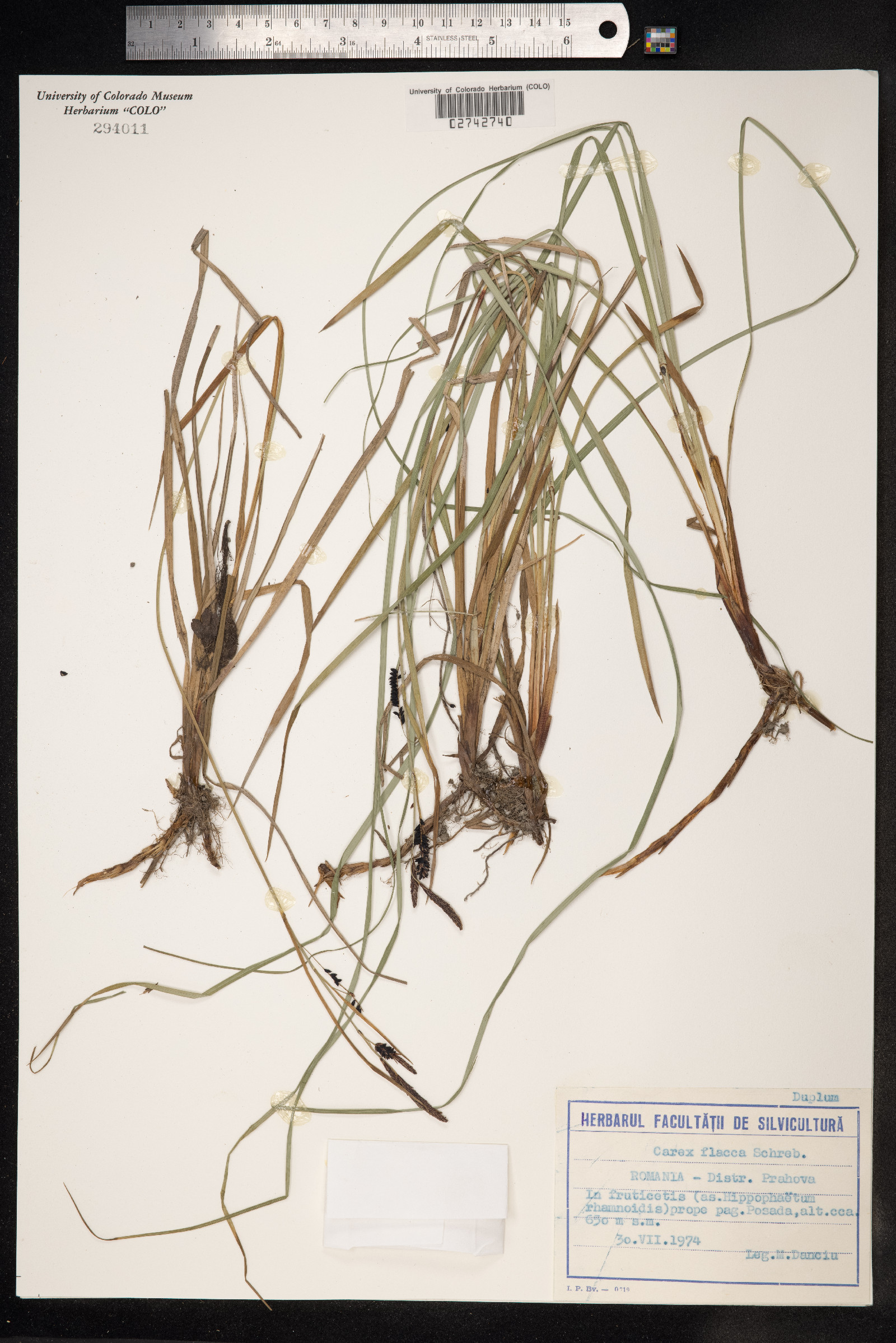 Carex flacca image