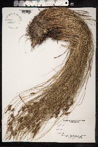 Carex extensa image