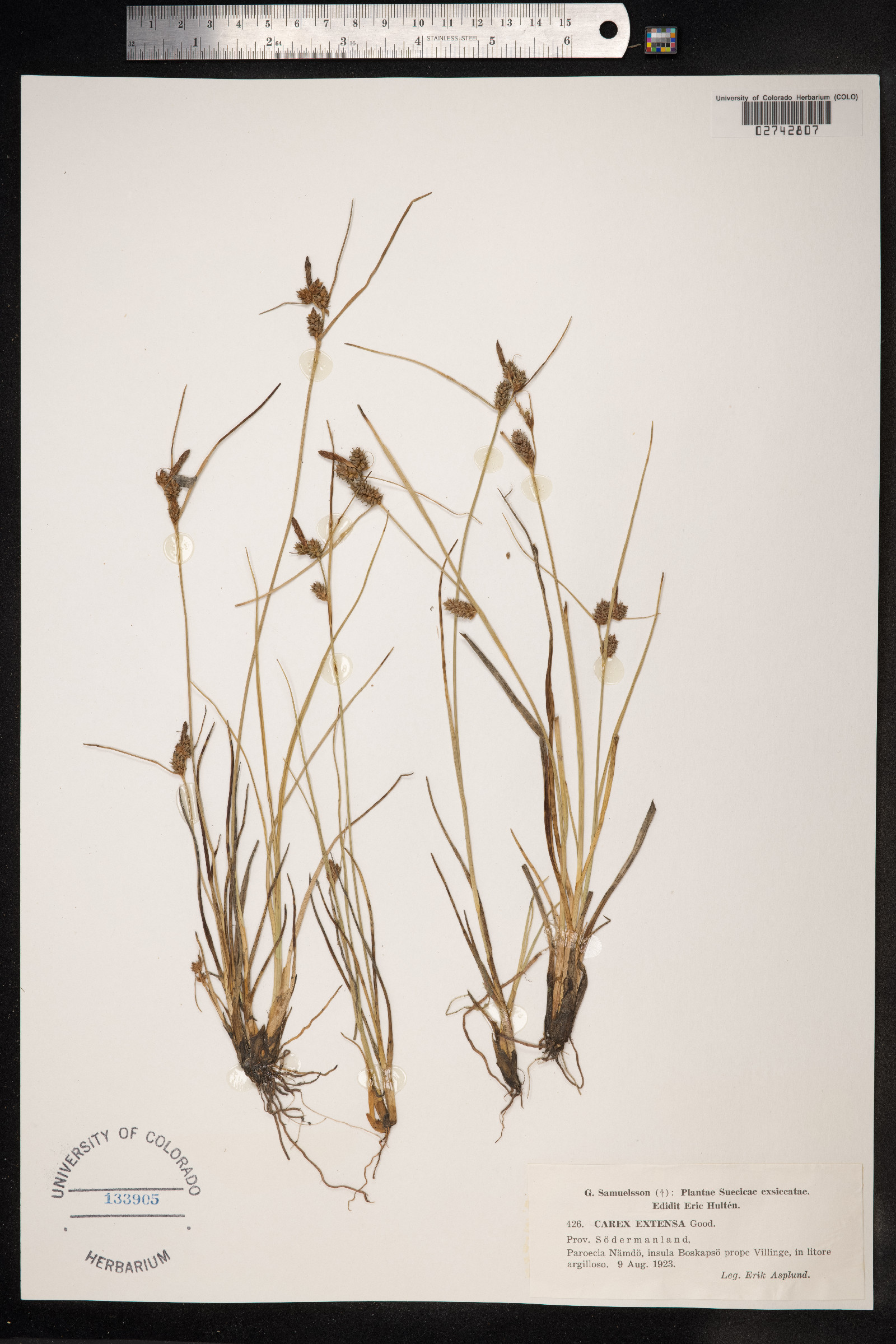 Carex extensa image