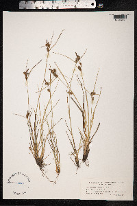 Carex extensa image
