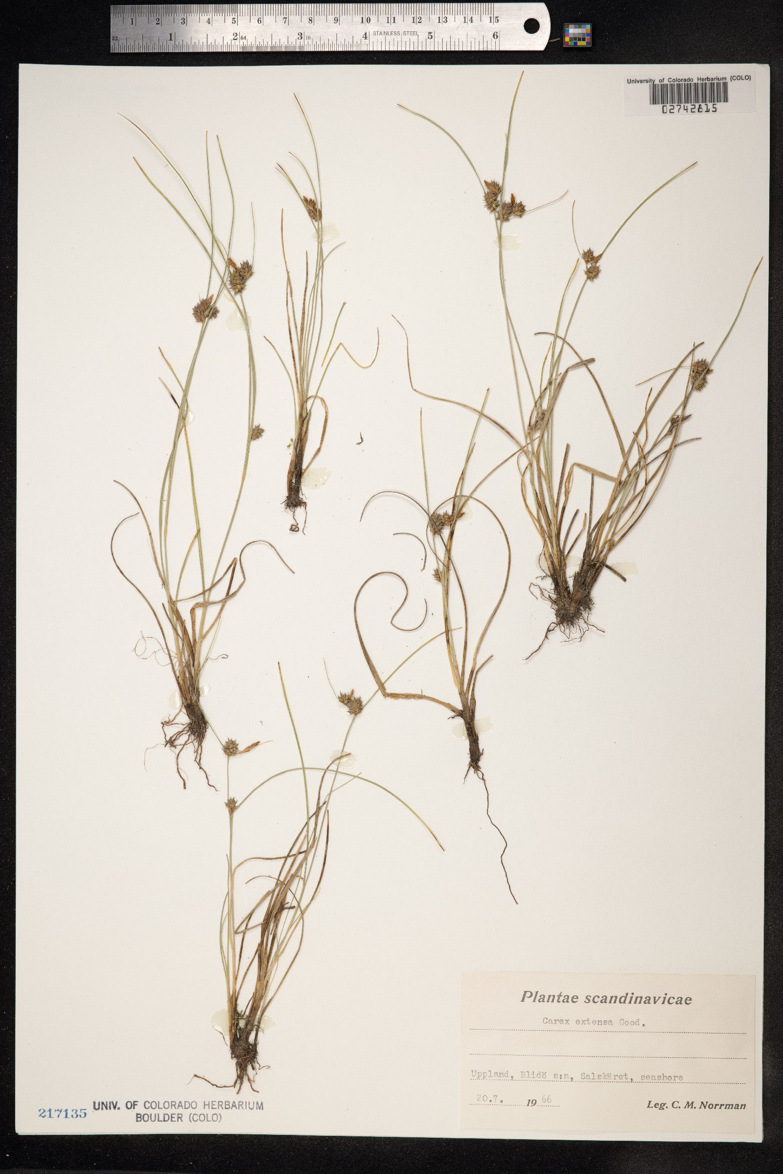 Carex extensa image