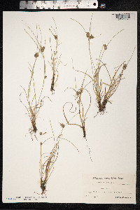 Carex extensa image
