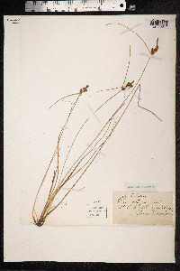 Carex extensa image
