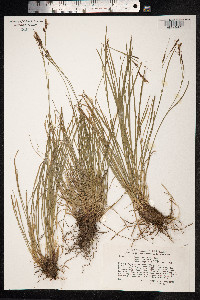 Carex ferruginea image