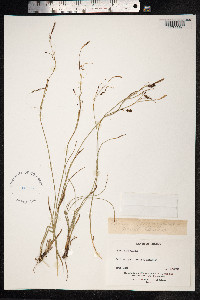 Carex ferruginea image
