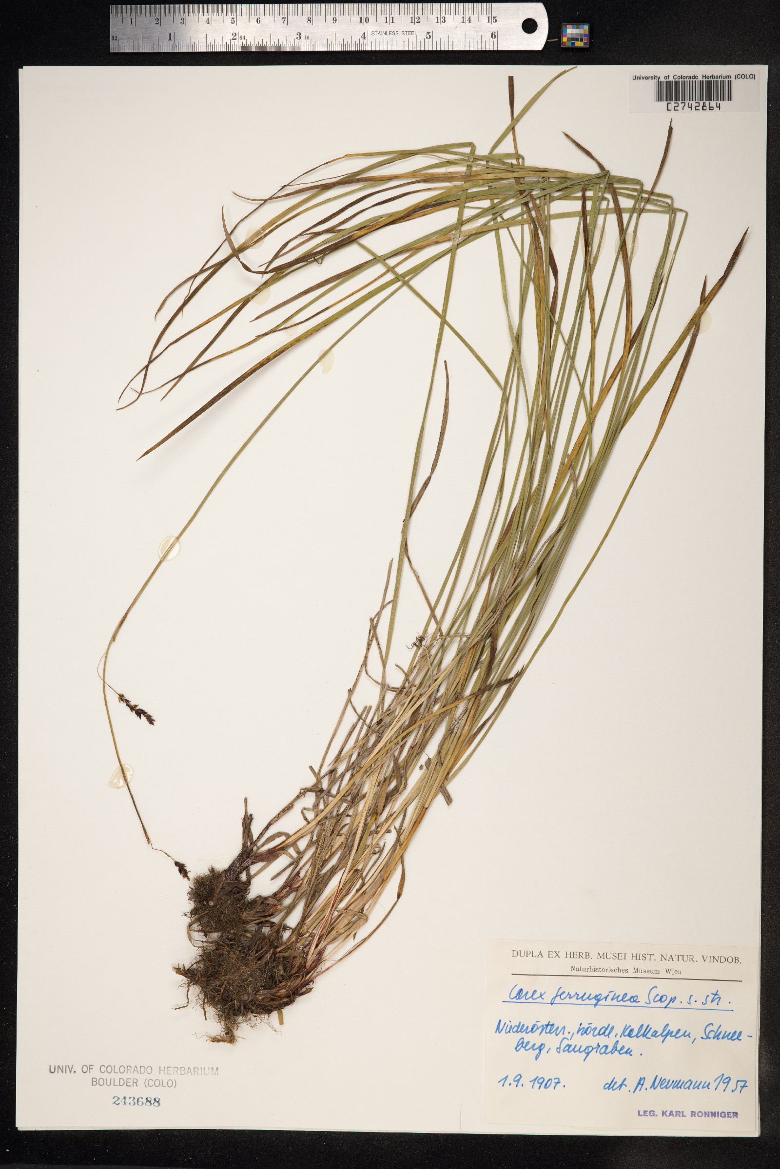 Carex ferruginea image
