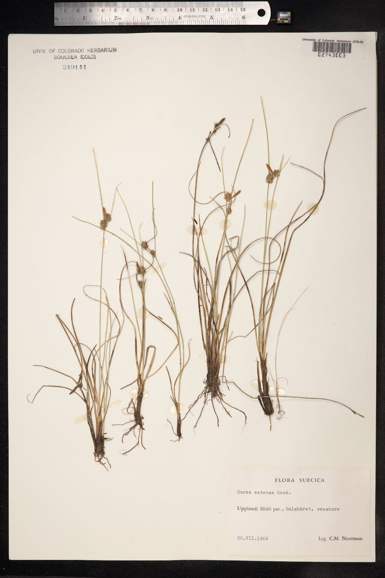 Carex extensa image