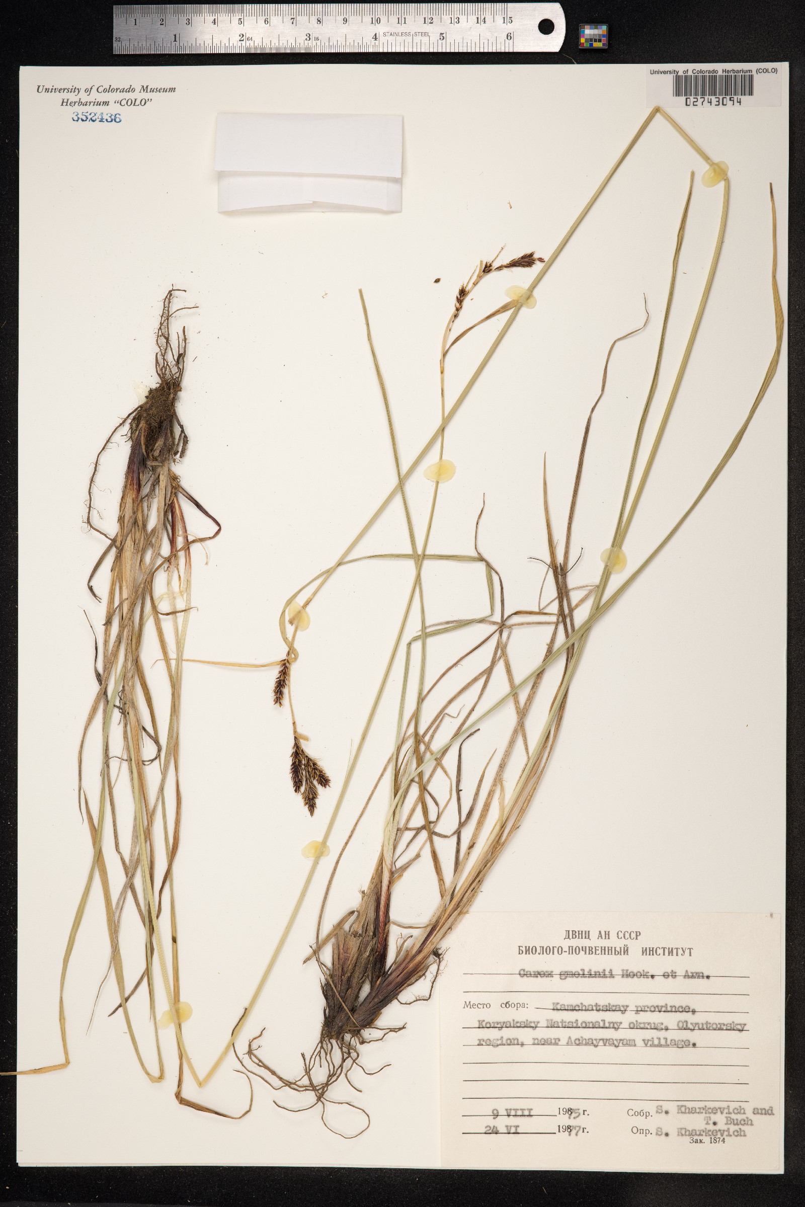 Carex gmelinii image