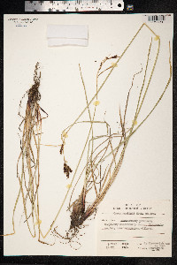 Carex gmelinii image
