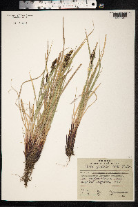 Carex gmelinii image