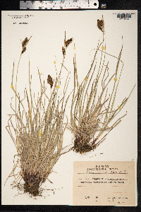 Carex gmelinii image