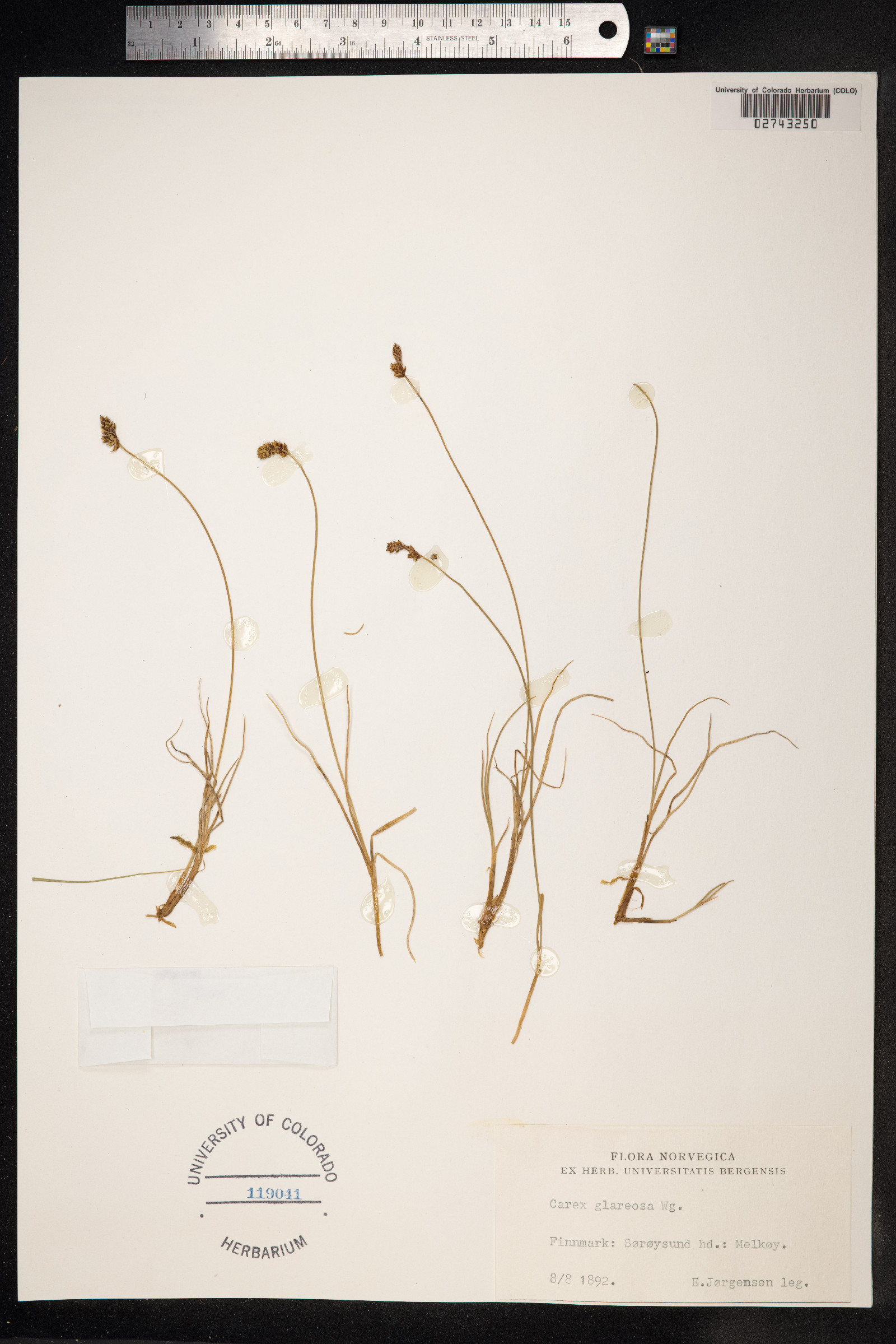 Carex glareosa image