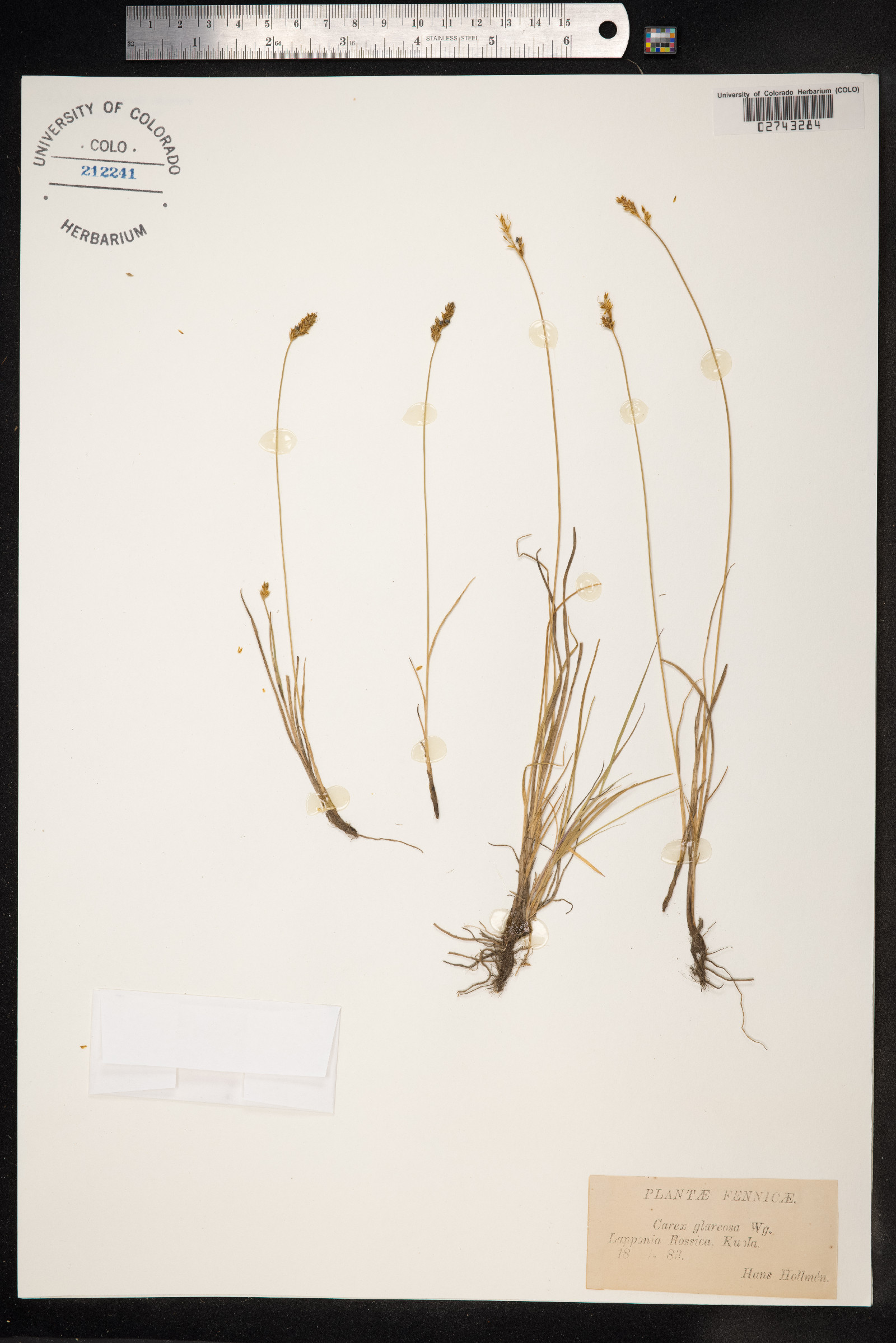 Carex glareosa image