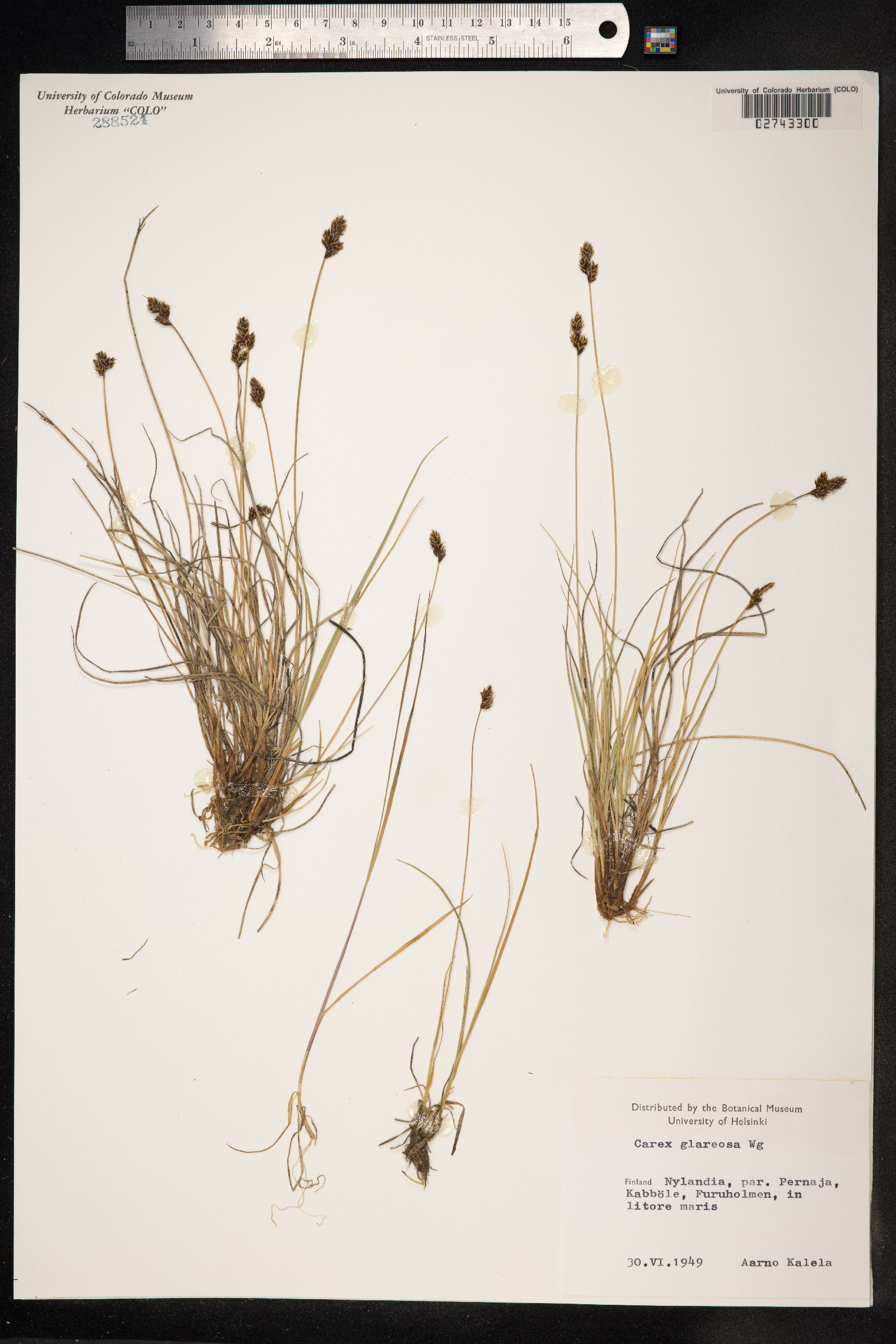 Carex glareosa image