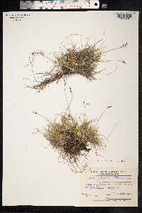 Carex glacialis image