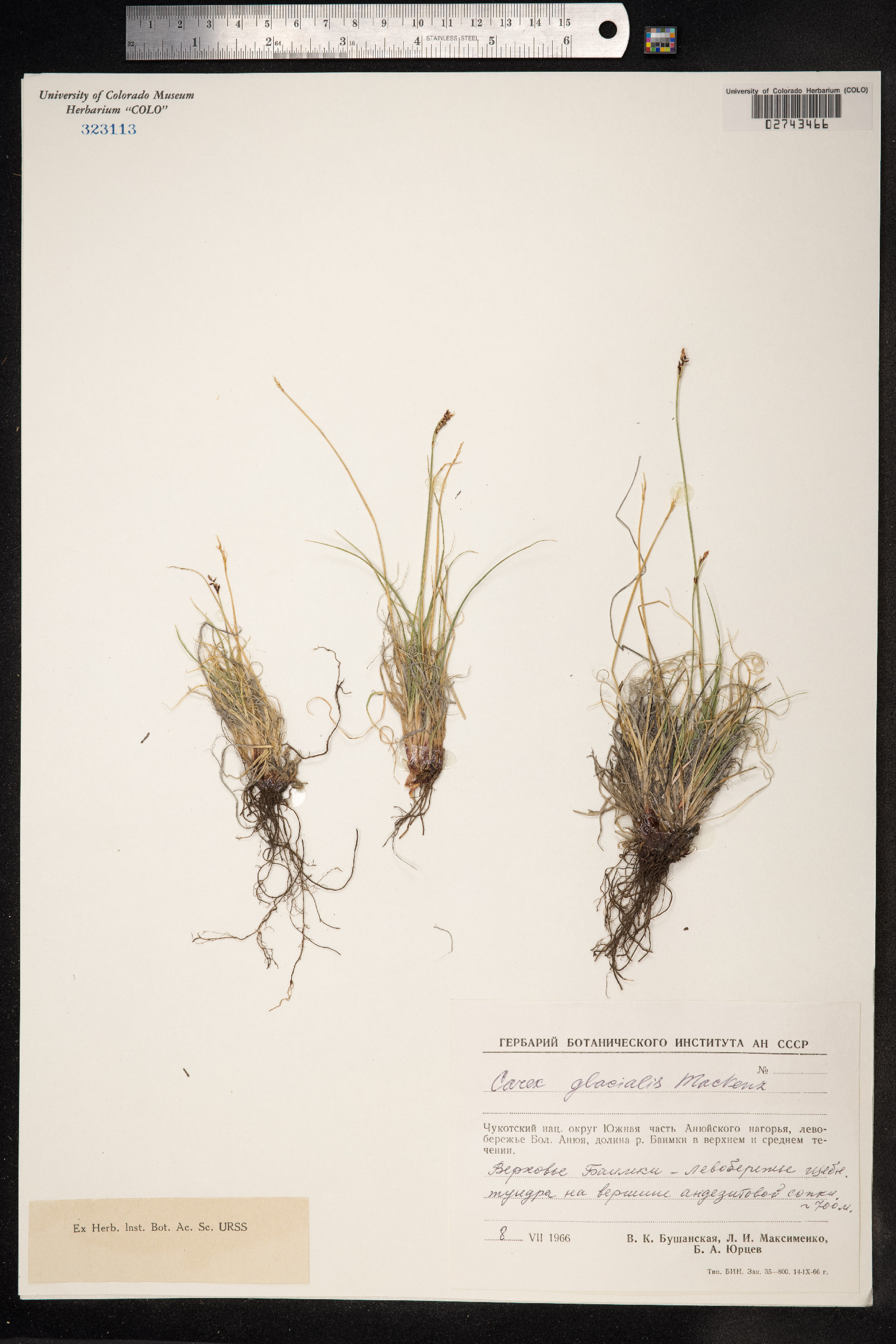 Carex glacialis image