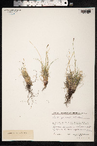 Carex glacialis image