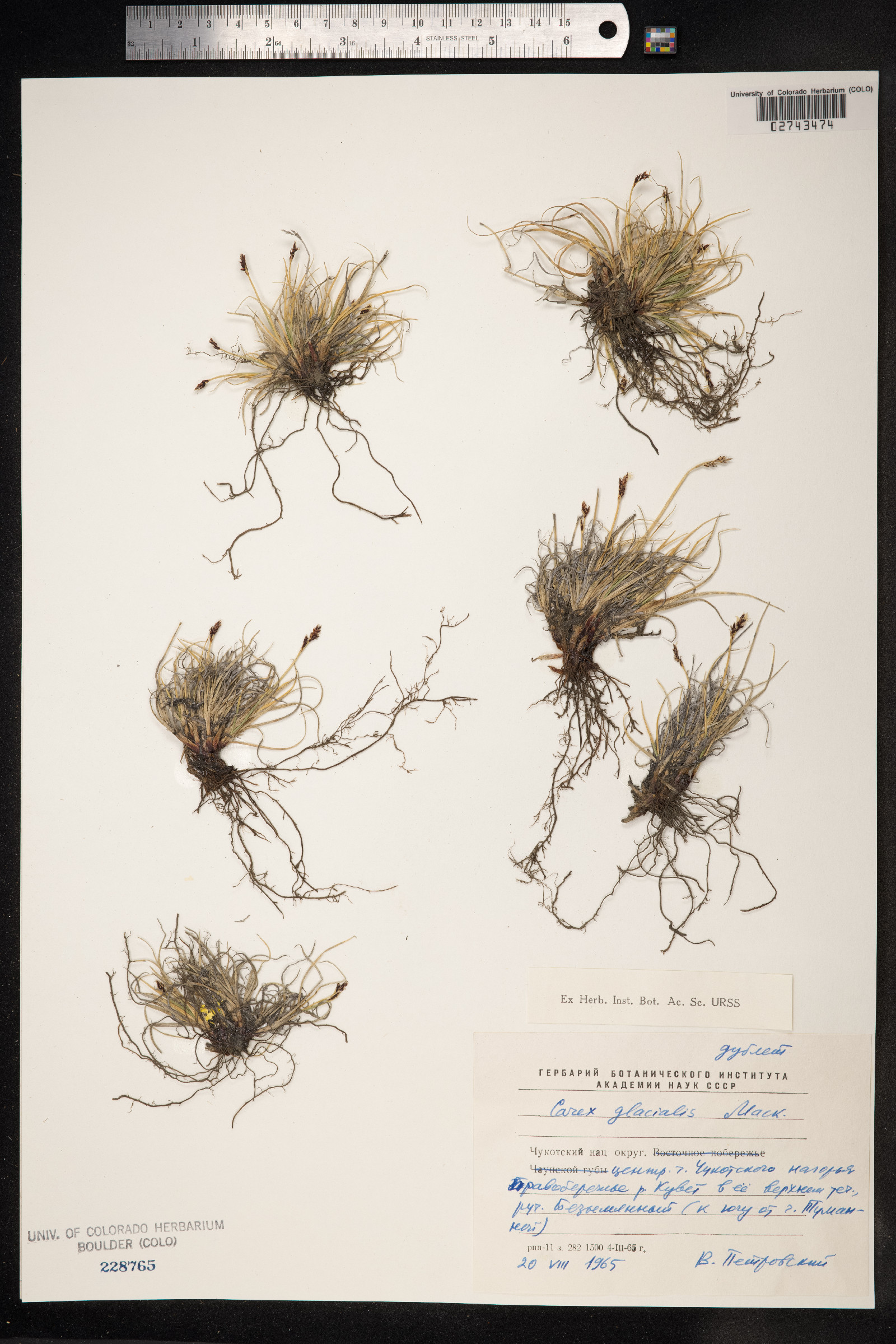 Carex glacialis image