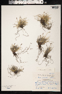 Carex glacialis image