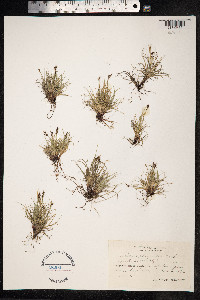Carex glacialis image