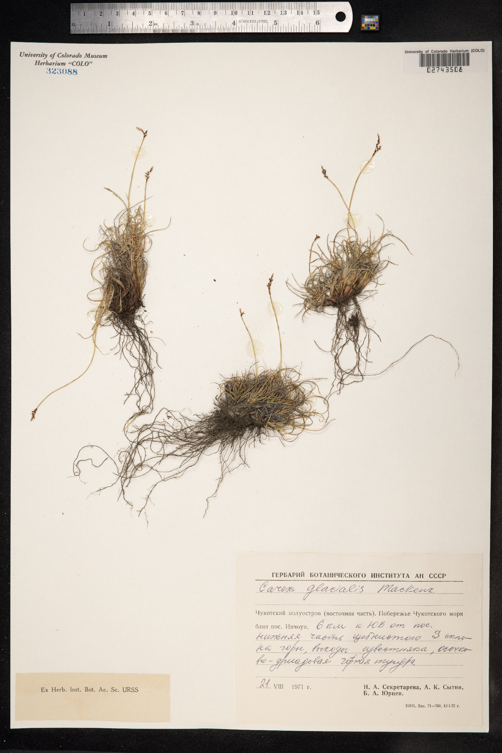 Carex glacialis image