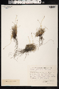 Carex glacialis image