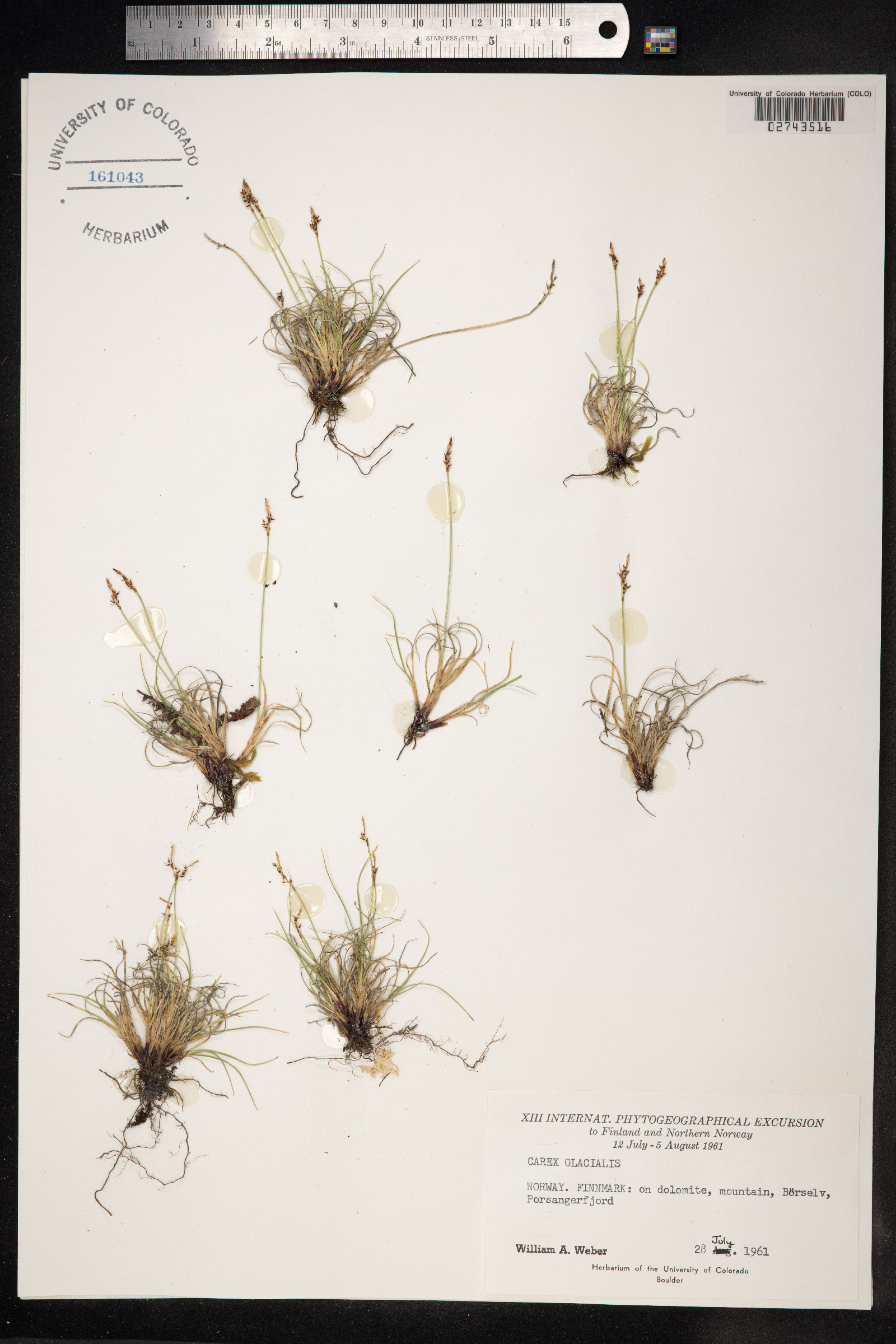 Carex glacialis image