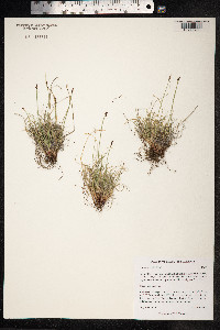 Carex glacialis image