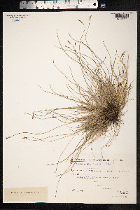 Carex glareosa image