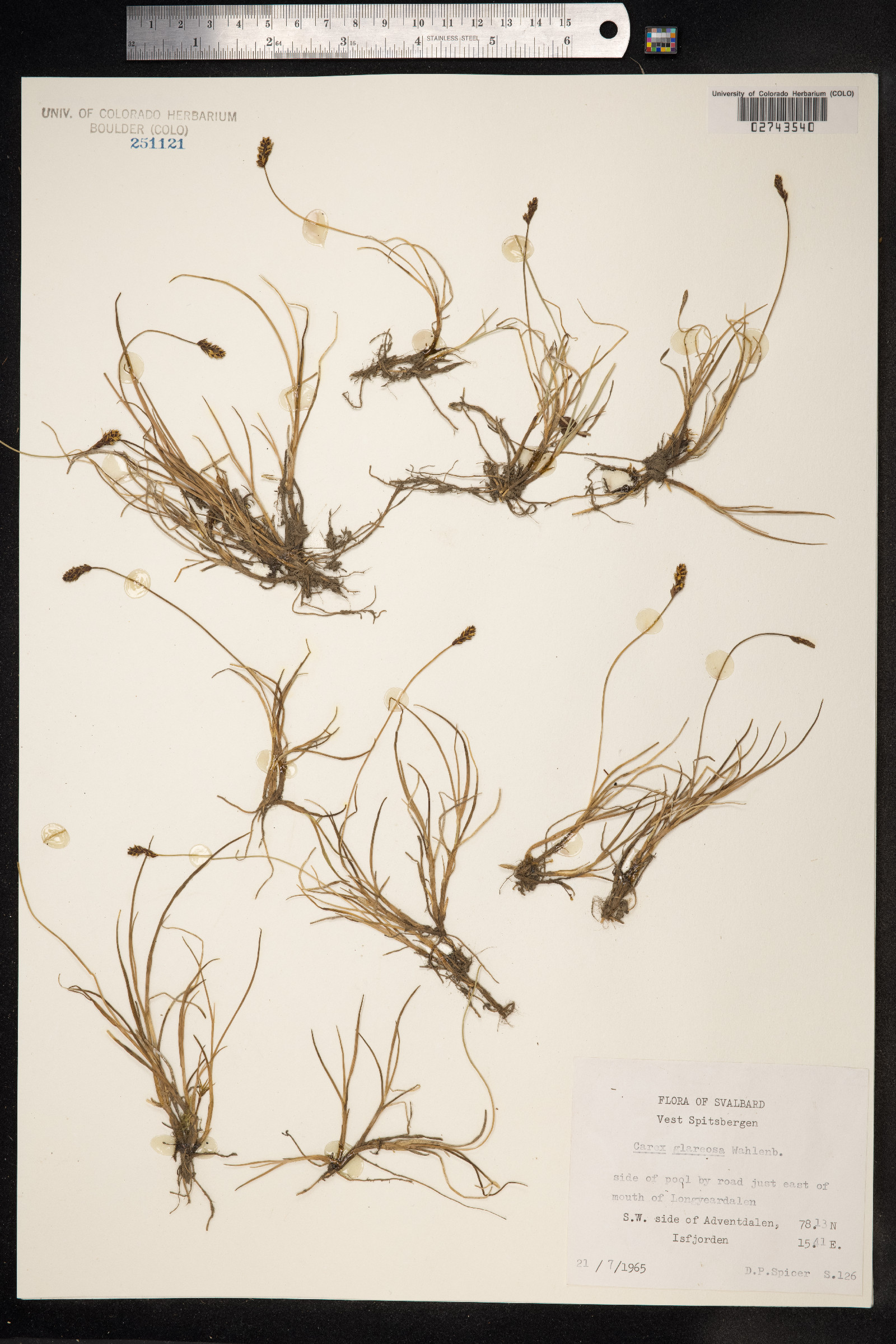 Carex glareosa image