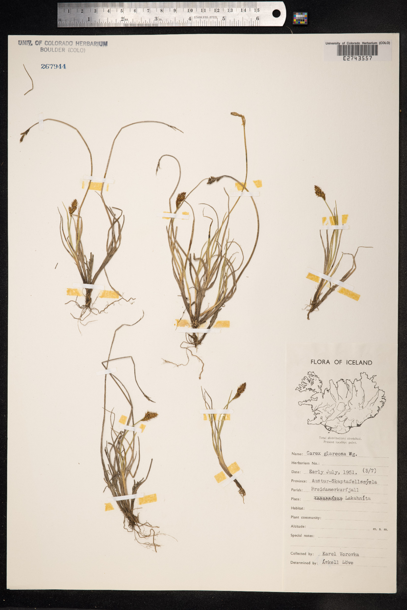 Carex glareosa image