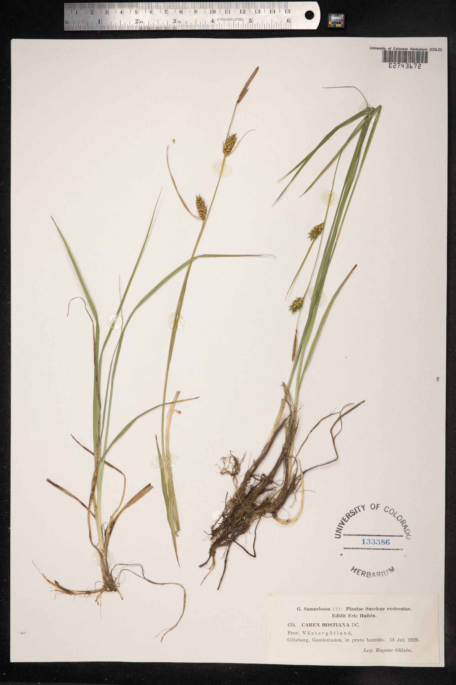 Carex hostiana image