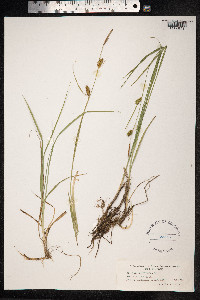Carex hostiana image