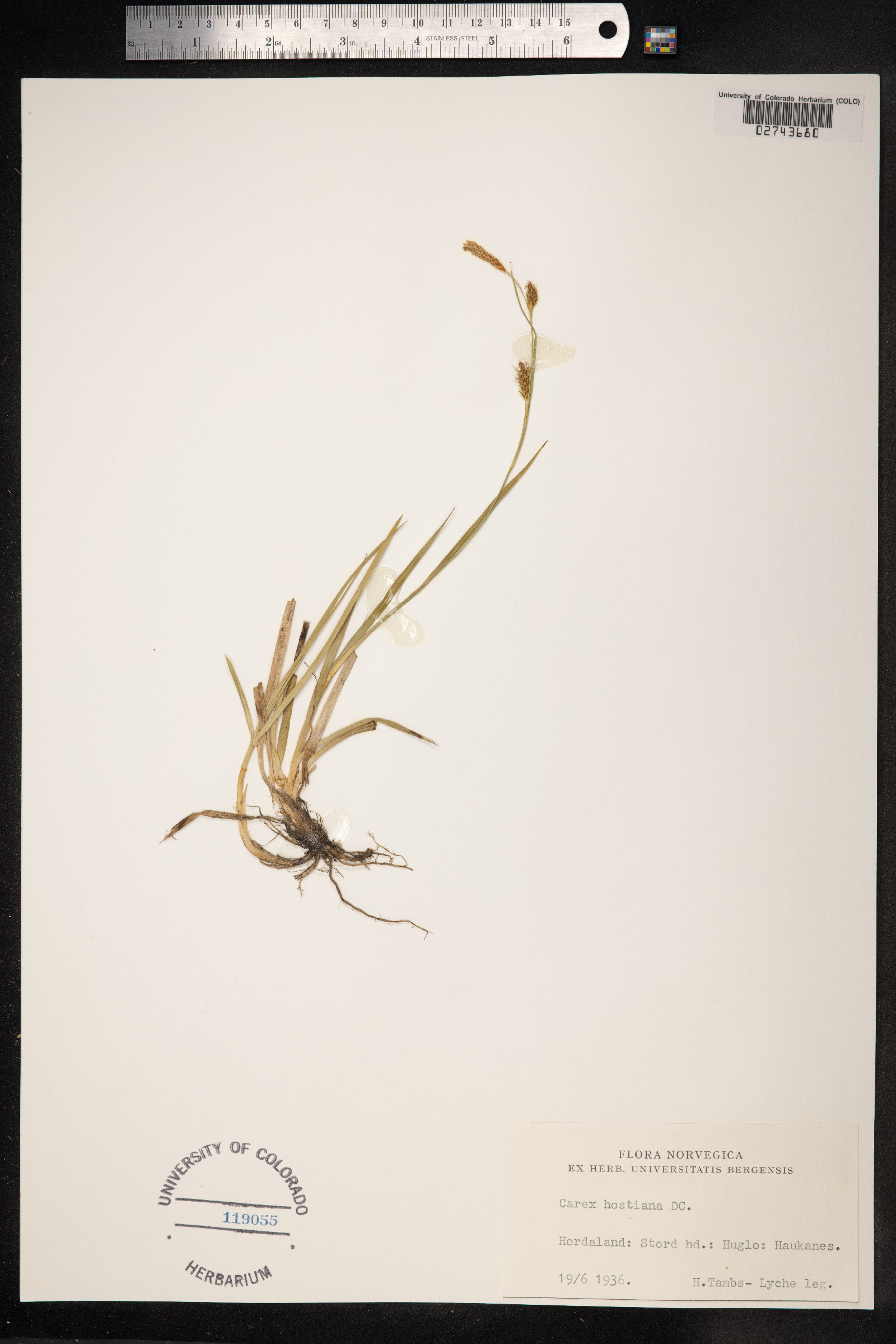 Carex hostiana image